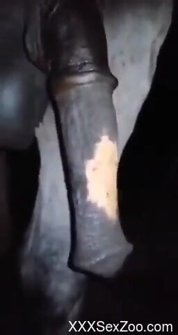 Hot horse cock is being showcased up close too