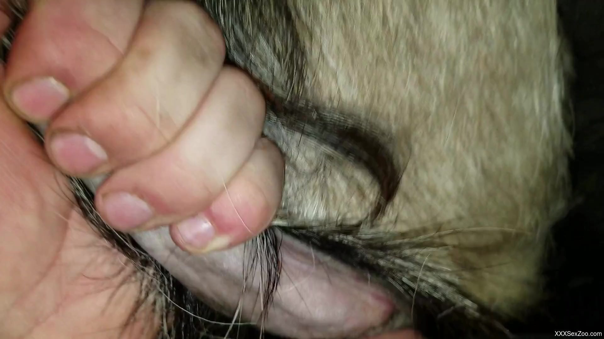 Tight animal cunt getting fucked b y a sexy zoophile