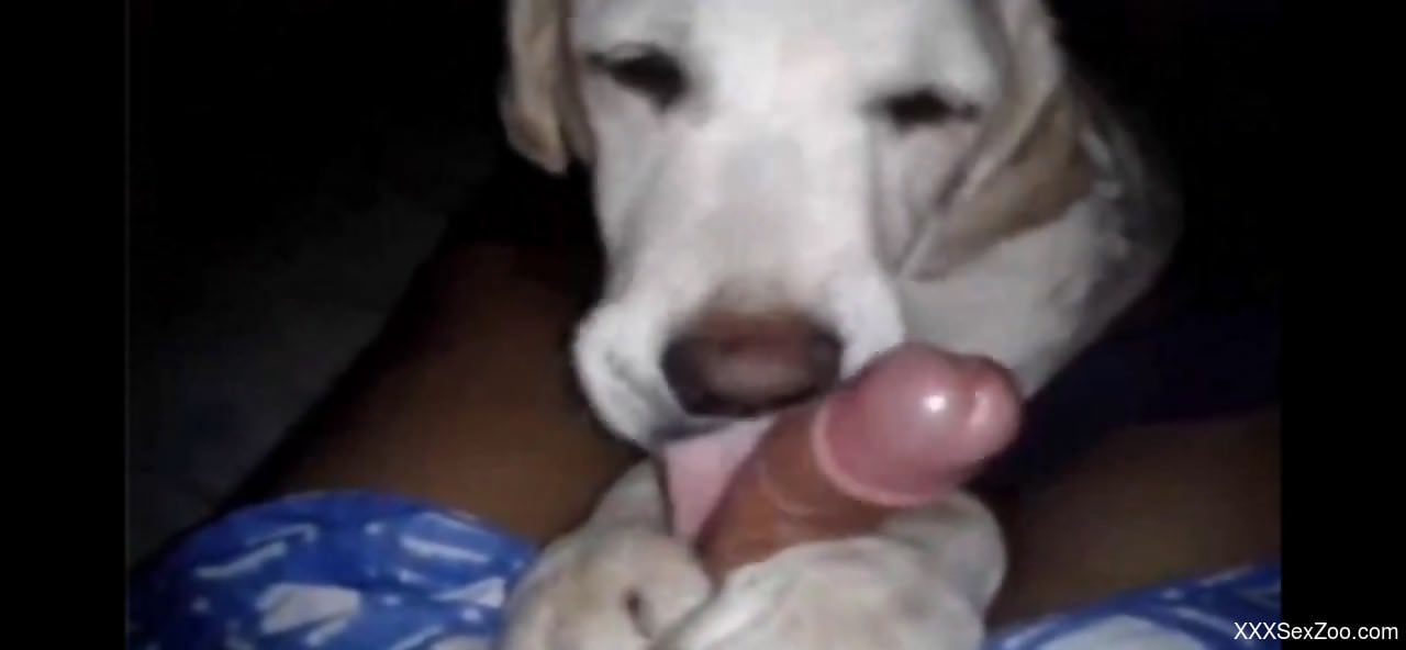 Playful dog licking this dude's cock in a POV vid