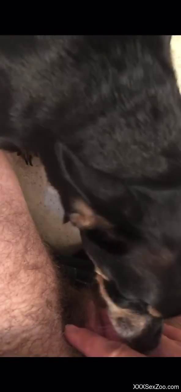 Dude's hairy cock gets pleasured in POV by a dog