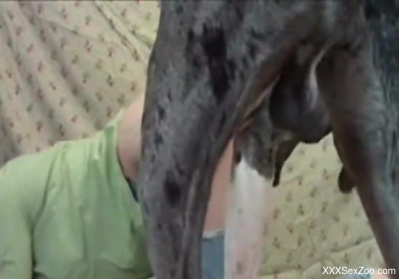 Naked beauty feels entire dog's dick hammering her pussy on cam