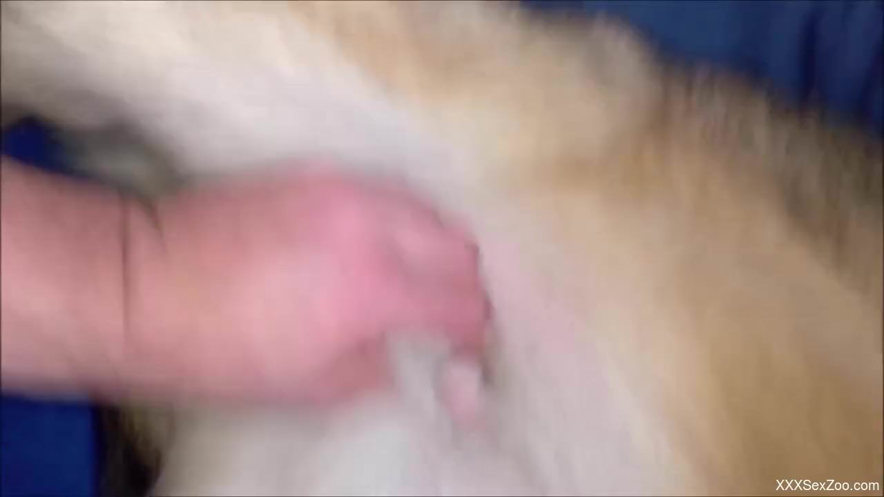 Dude playing with a dog's cock to make it horny