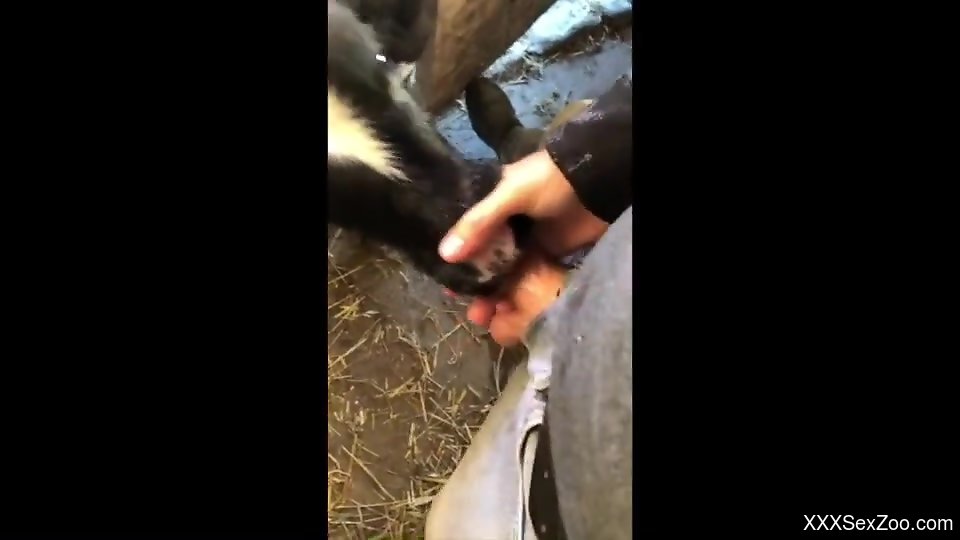 Dude feeds his attractive cock to a kinky cow