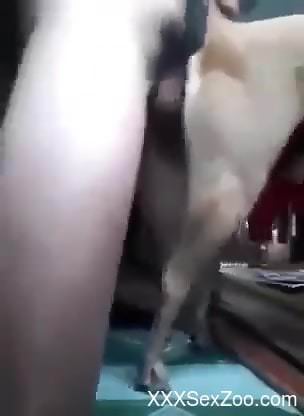 Dude puts his huge penis in a dog's lovely pussy