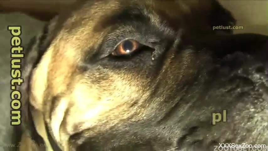 Innocent dog with very massive dick pounds a dirty zoofil