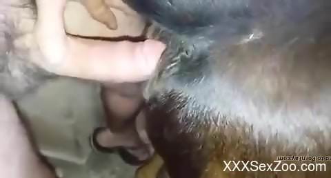 Dude proudly fucking a submissive animal from behind