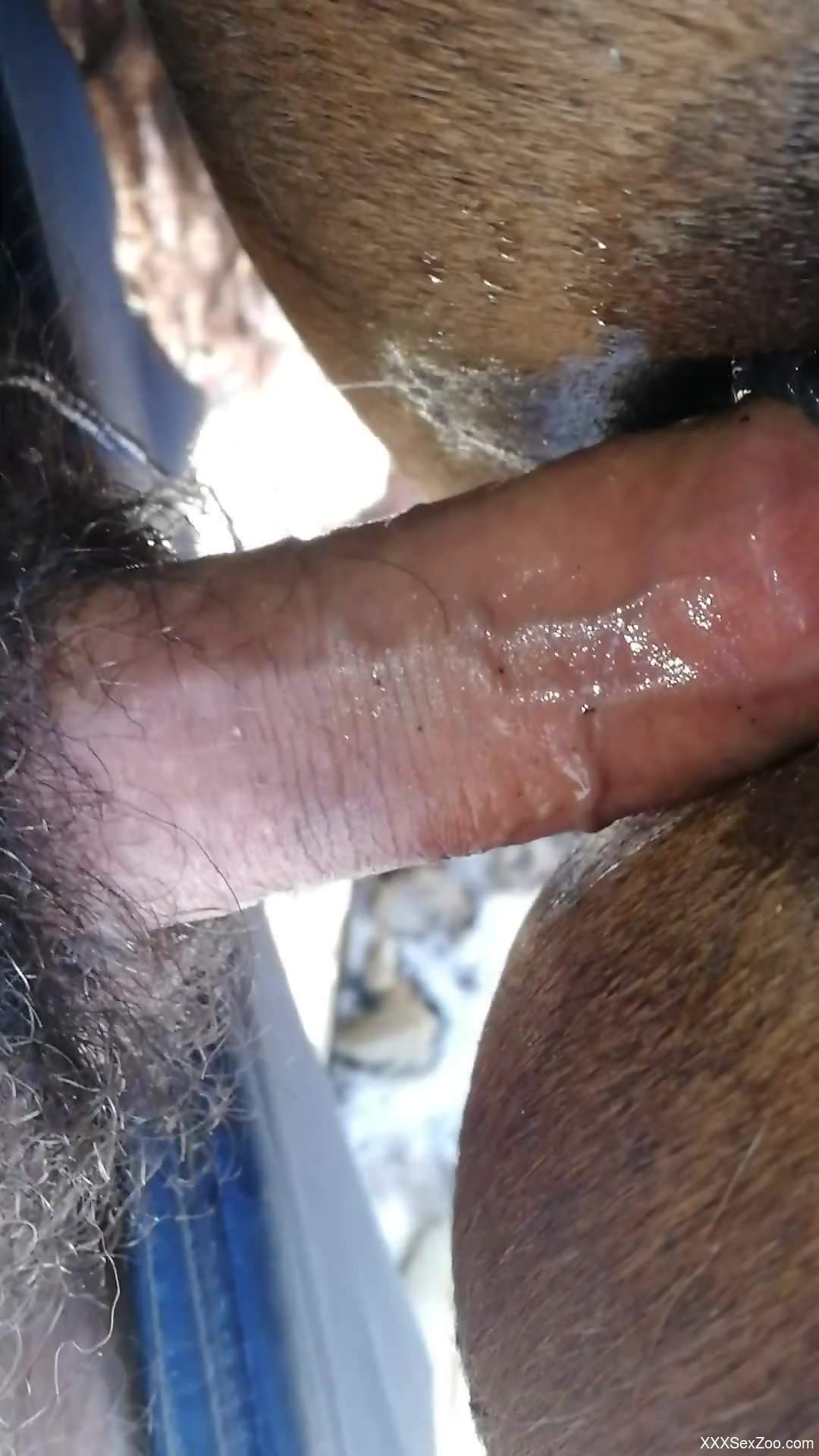 Dude with a hard cock creampies a mare's delicious cunt