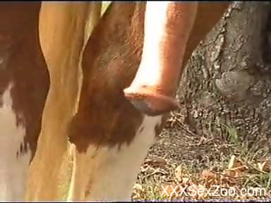 Horny horse showing off his cock, shamelessly in public