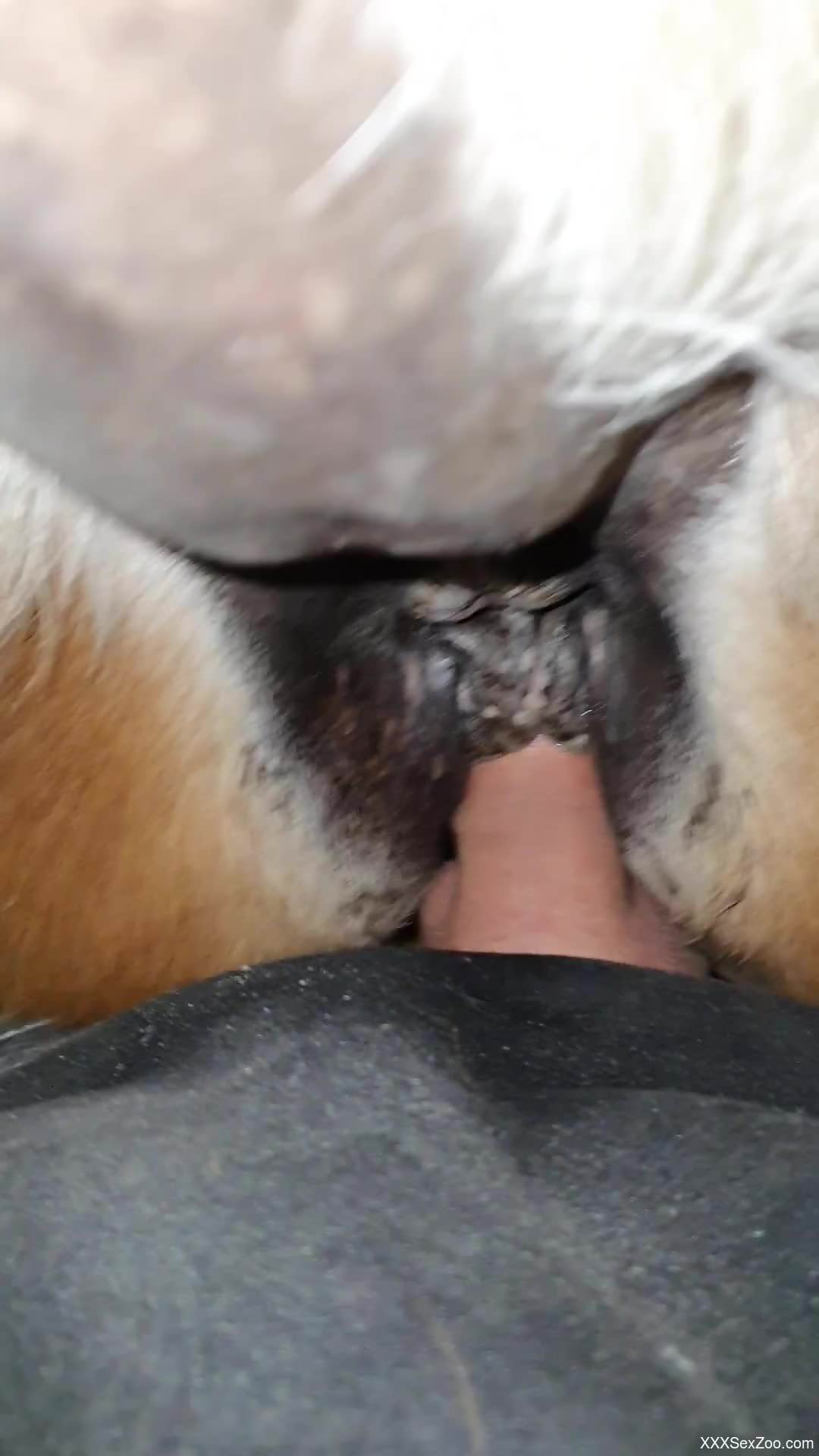 Close-up POV fuck scene with a very sexy mare pussy