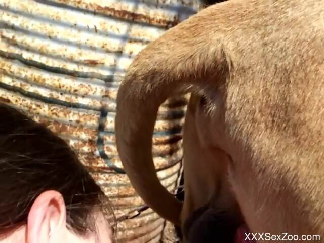 Insolent babe guides the dog's hefty dick in her mouth