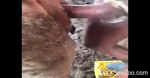 Horny dude ass fucks goat at the farm in restless manners