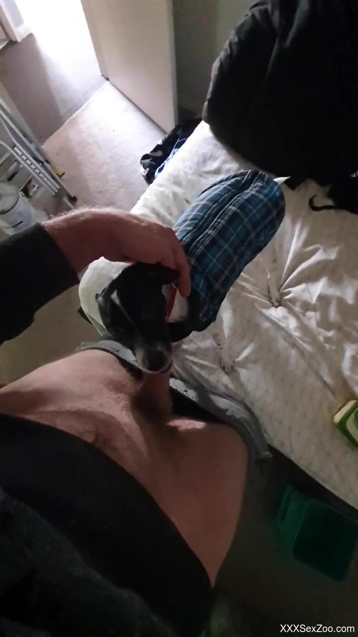 Dude fucking an animal's mouth in a POV movie here