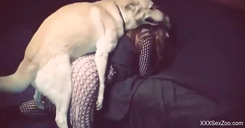 Mesh get-up zoophile fucks a dog in front of her cronies