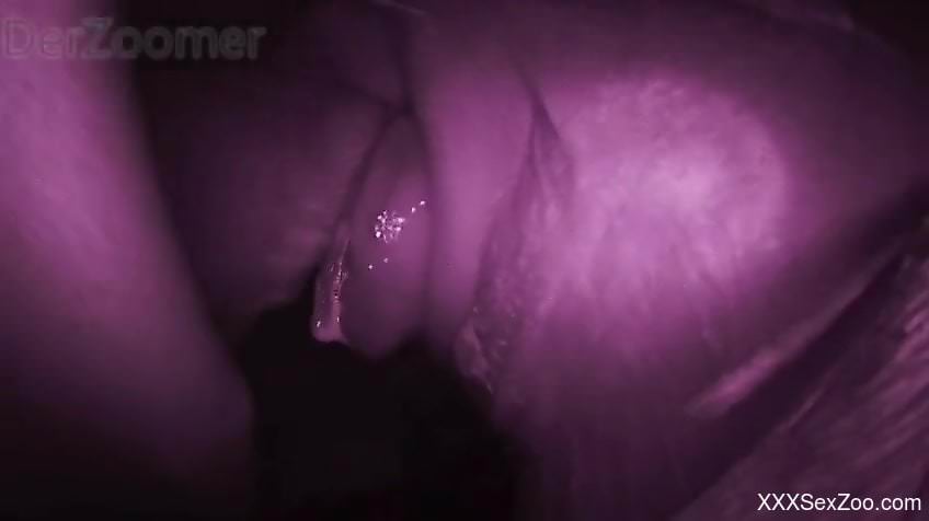 Close-up fucking session with a very sexy animal
