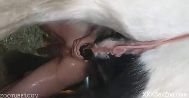 Nude man tries horse's giant dick in brutal anal sex scenes