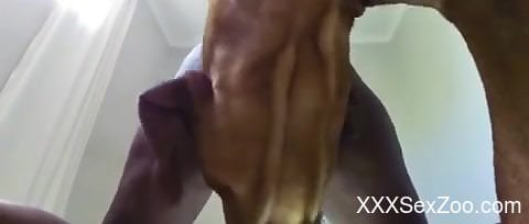 Black babe with a wet slit fucked by a kinky dog