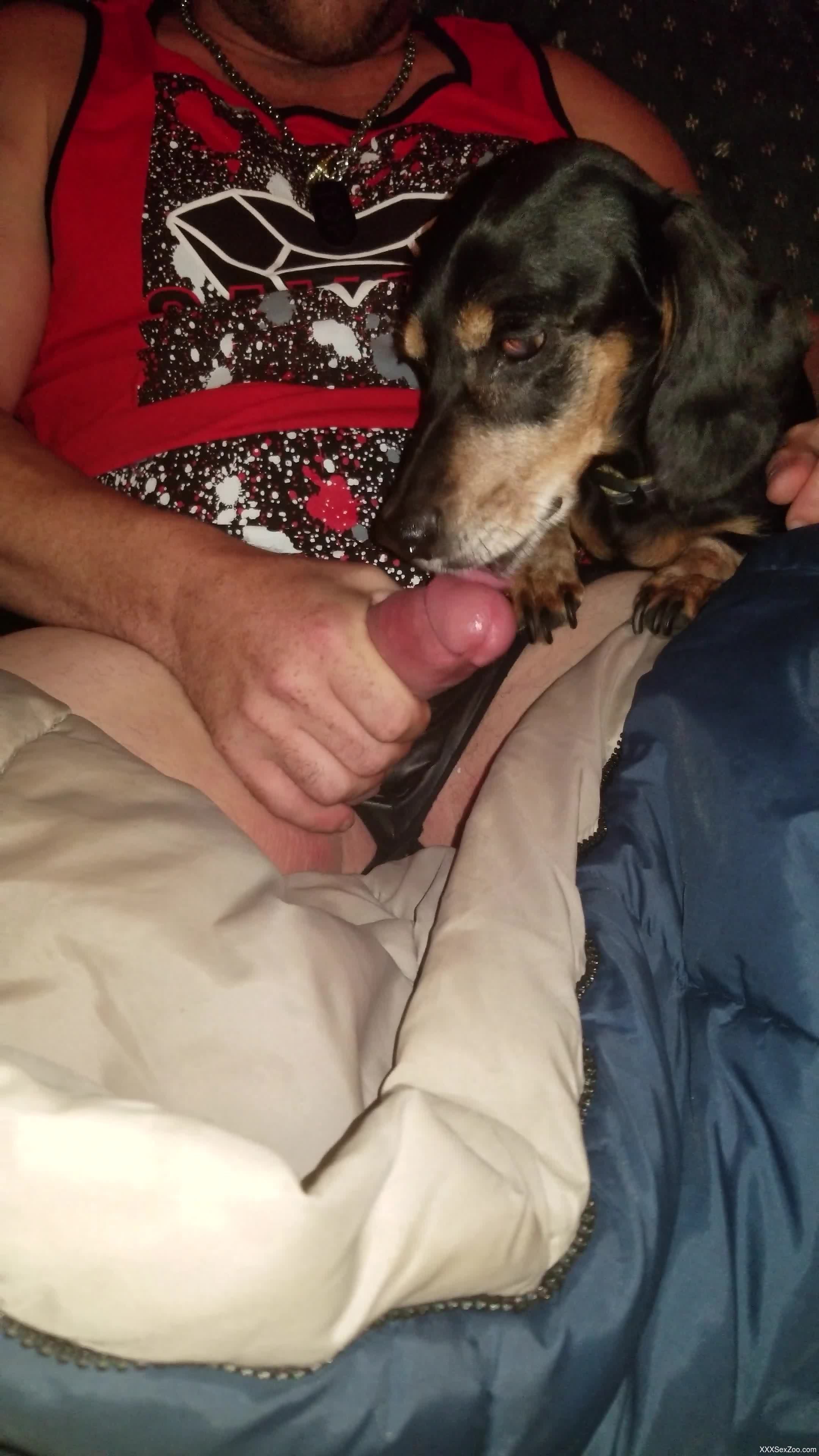 Slutty sissy gets his dick licked by a kinky dog
