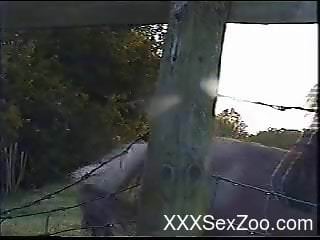 Zoo voyeur video featuring a good-looking stallion