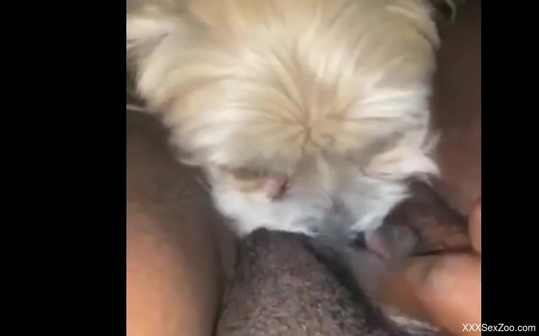 Yummy pussy lady getting licked by a sexy doggo
