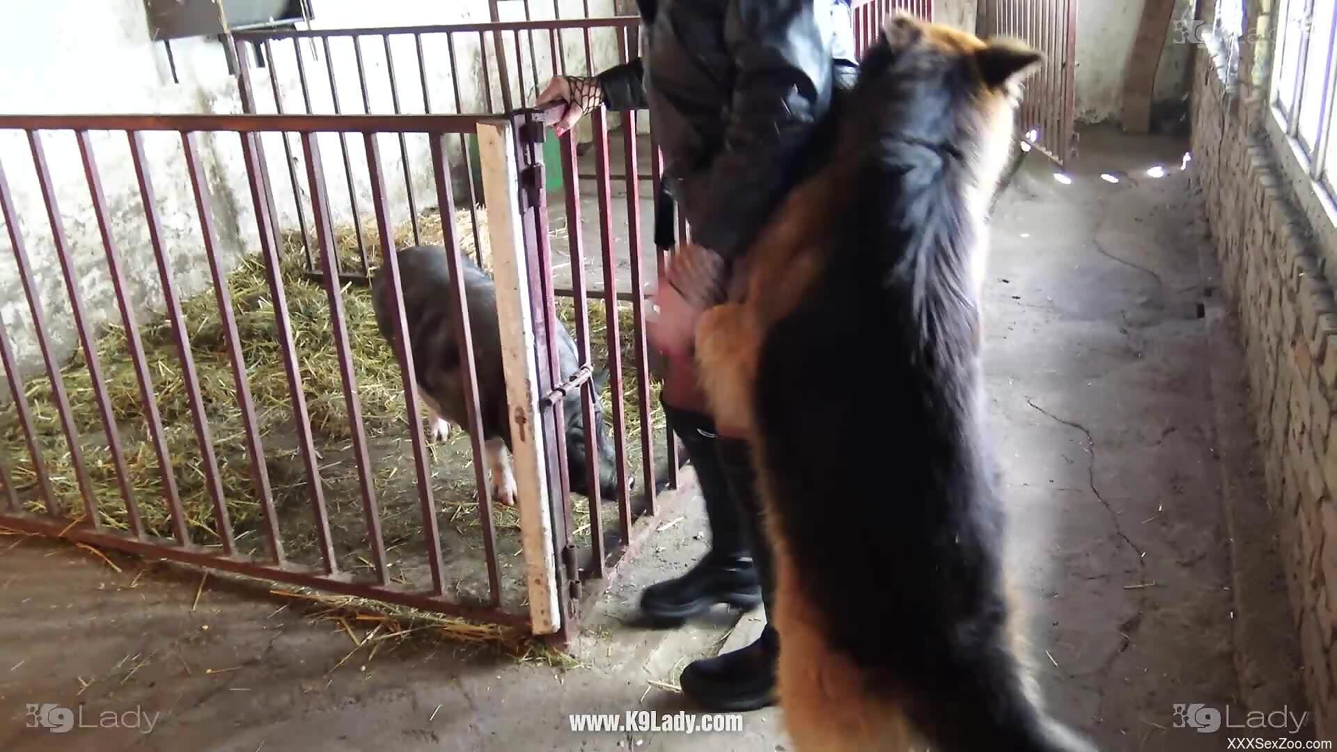 Insolent nude woman tries animal dicks in her fresh cunt