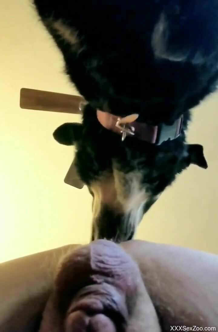 Fat dude with a nice ass licked by a dirty mutt