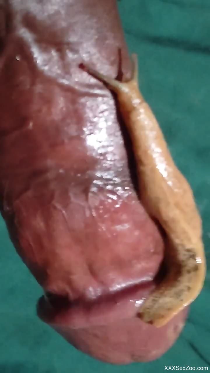 Snail pleasuring that veiny penis with pleasure