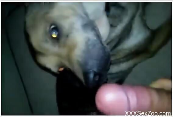 Dog licks and bites owner's dick while on cam