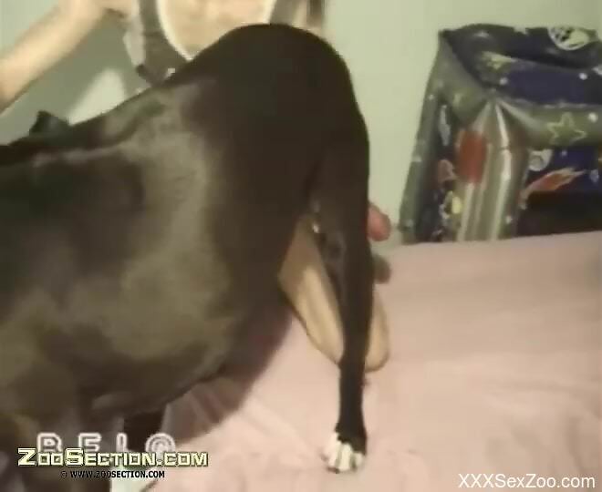 Amateur sluts throat the dog's dick ahead of sharing the dick for sex