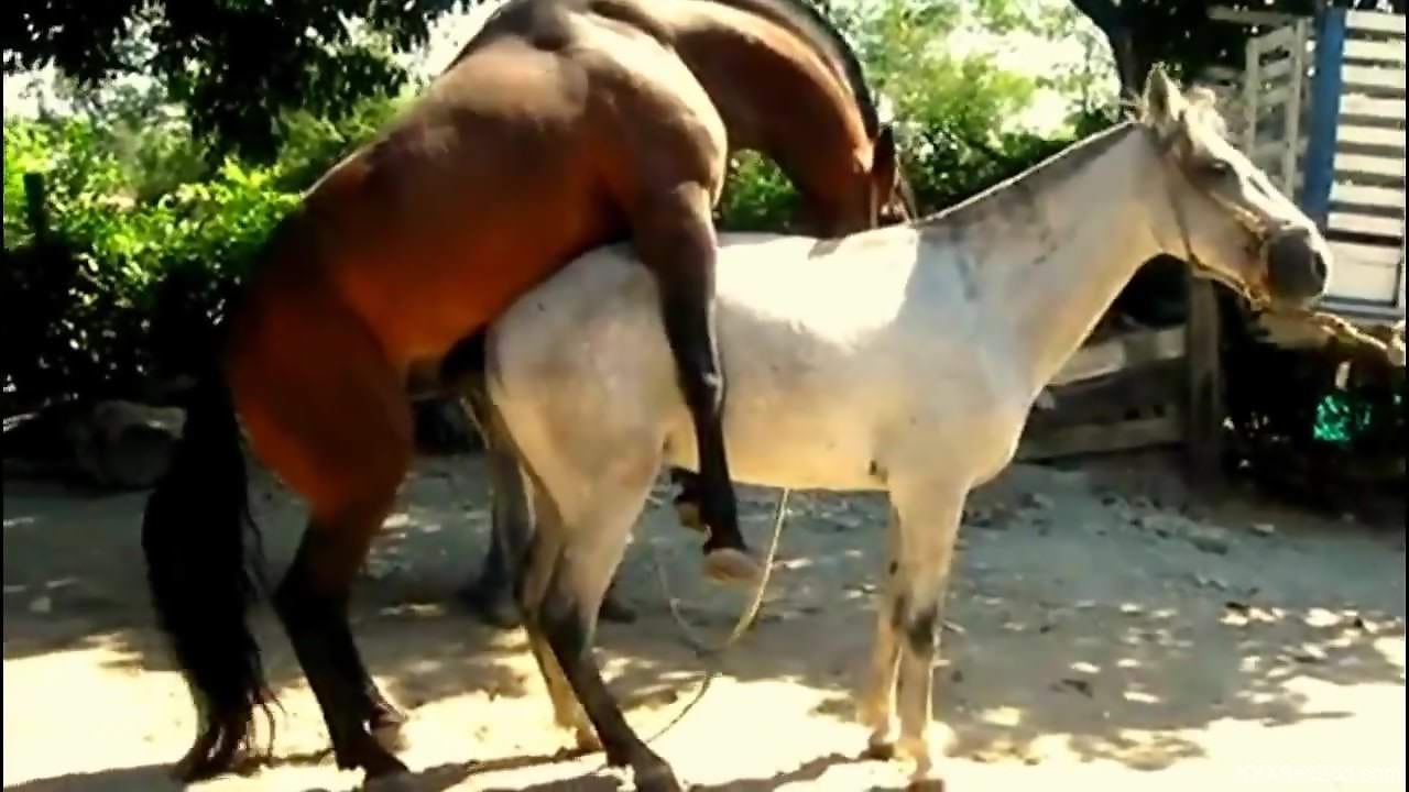 Two horses enjoy a wild fuck session outdoors