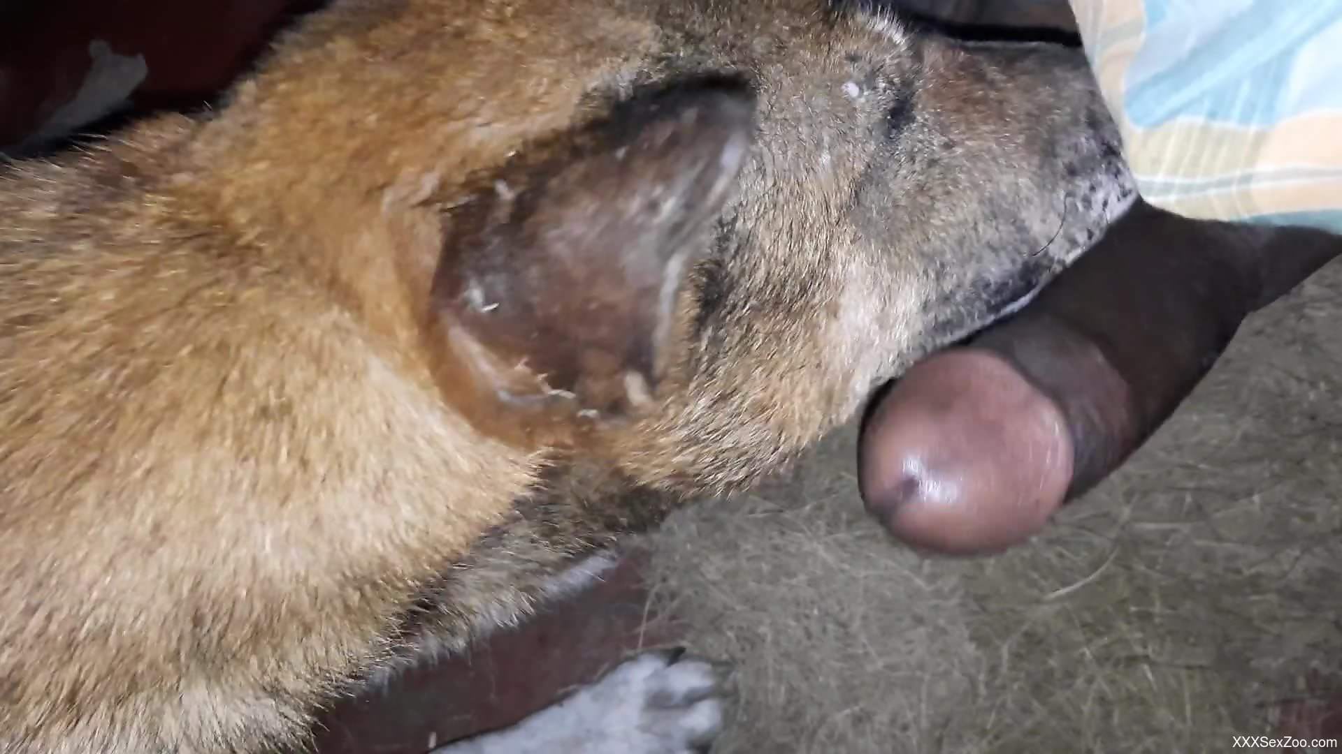 Dog pleases owner by licking his big black dick on cam