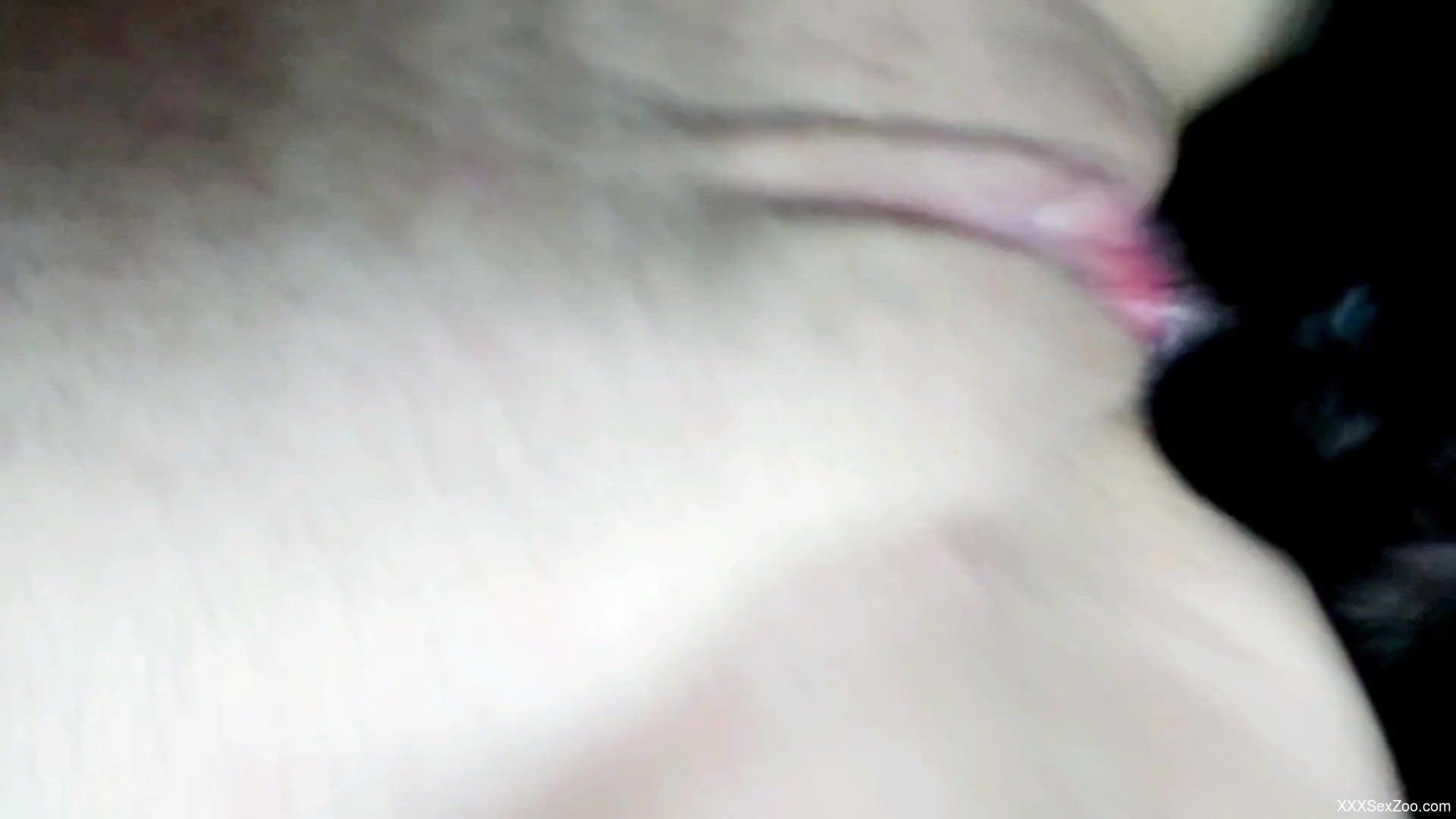 Midnight zoophilia oral sex for a woman with shaved pussy