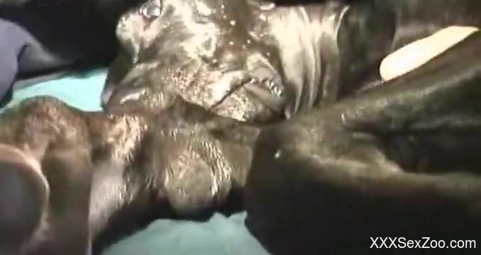 Naughty animal gets power-fucked in a missionary position