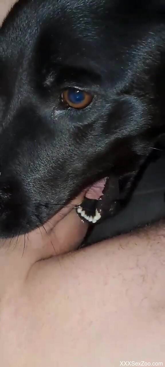Black dog testing its oral skills in a POV video