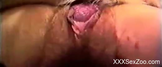 Busty ladies having fun with a really sexy doggo