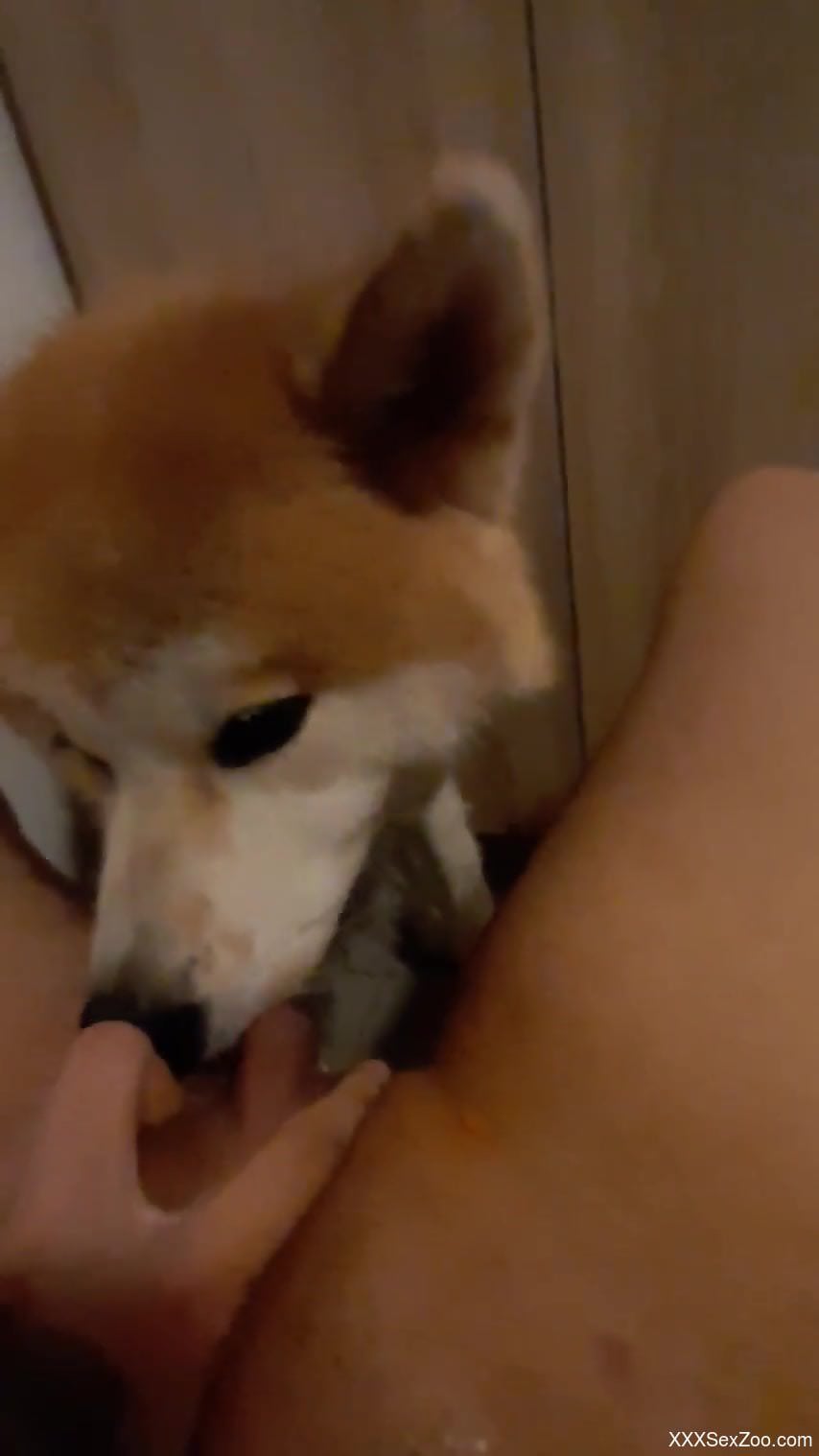 Diligent beast cannot stop pleasuring her orally