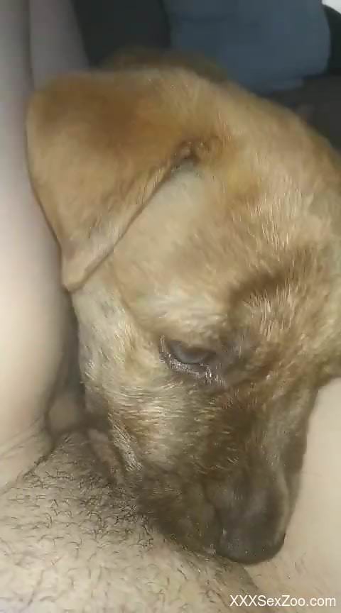 Sexy animal with gorgeous eyes eating pussy in POV