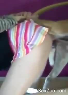Colorfully dressed babe gets fucked by a brown dog