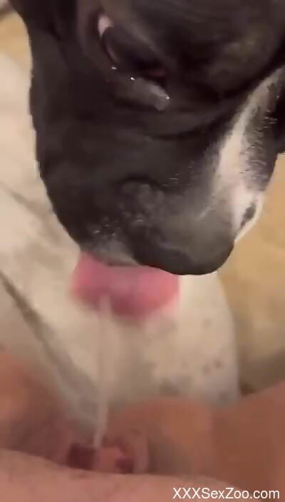 POV licking session from a do that looks cute