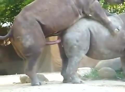 Rhino sex video for true bestiality connoisseurs