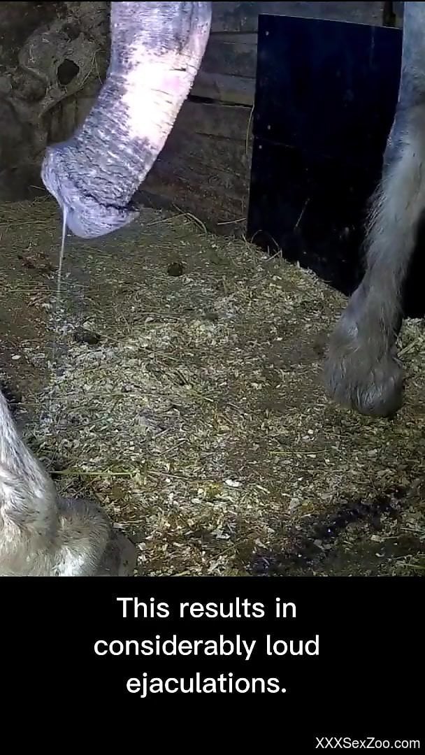 Horny dude tapes horses and their dicks in a spicy manner