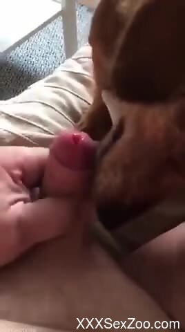 Horny man lets curious dog licks his erect dick on cam