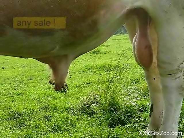 Sexy animal showcasing its beautiful cock outdoors