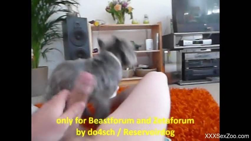 Amateur home zoo with woman calling her puppy for some oral sex