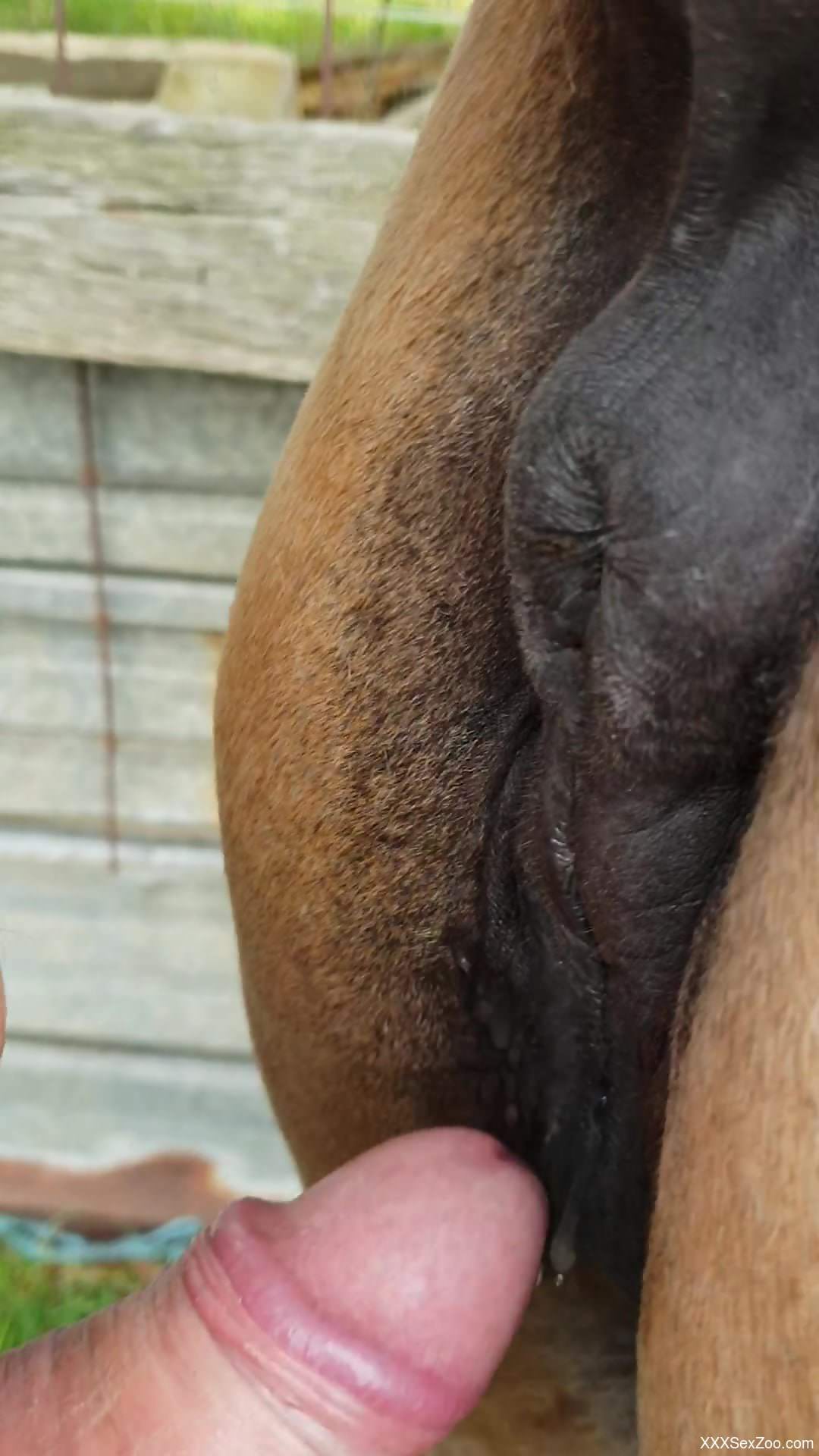 Dude enters a hot mare pussy with his hard cock