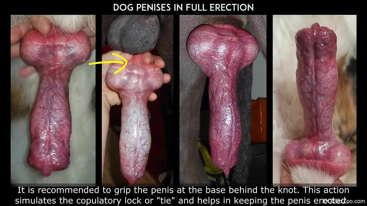 Educational porn movie featuring sexy animals