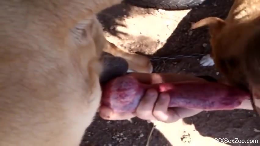 Dog's hard cock gets pleasured orally outdoors