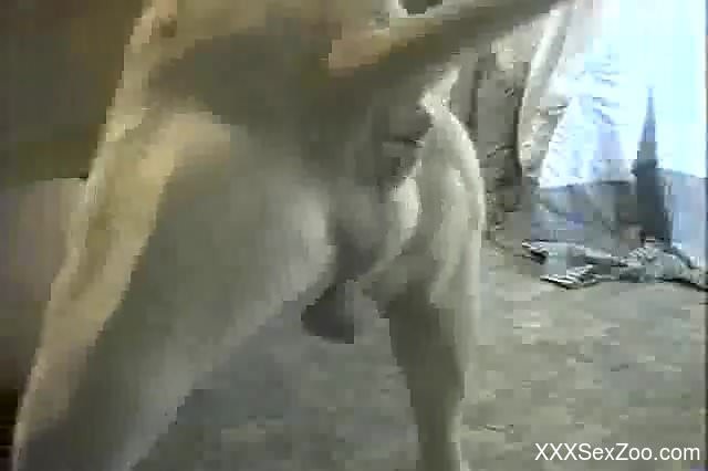 Chubby blonde licked and fucked by a brown dog