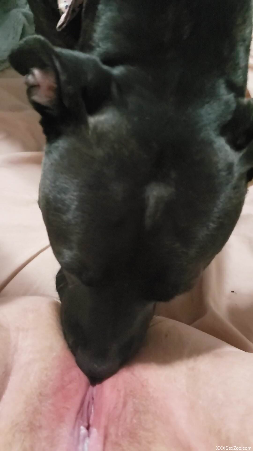 Aroused woman loves it how the dog licks her wet pussy