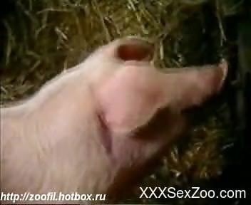 Sexy pig plowing a cute country girl in front of her GF