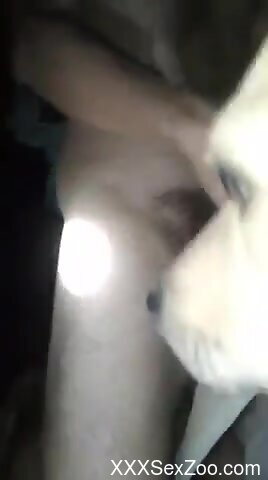 Guy with a hairy cock is going to fuck a sexy dog